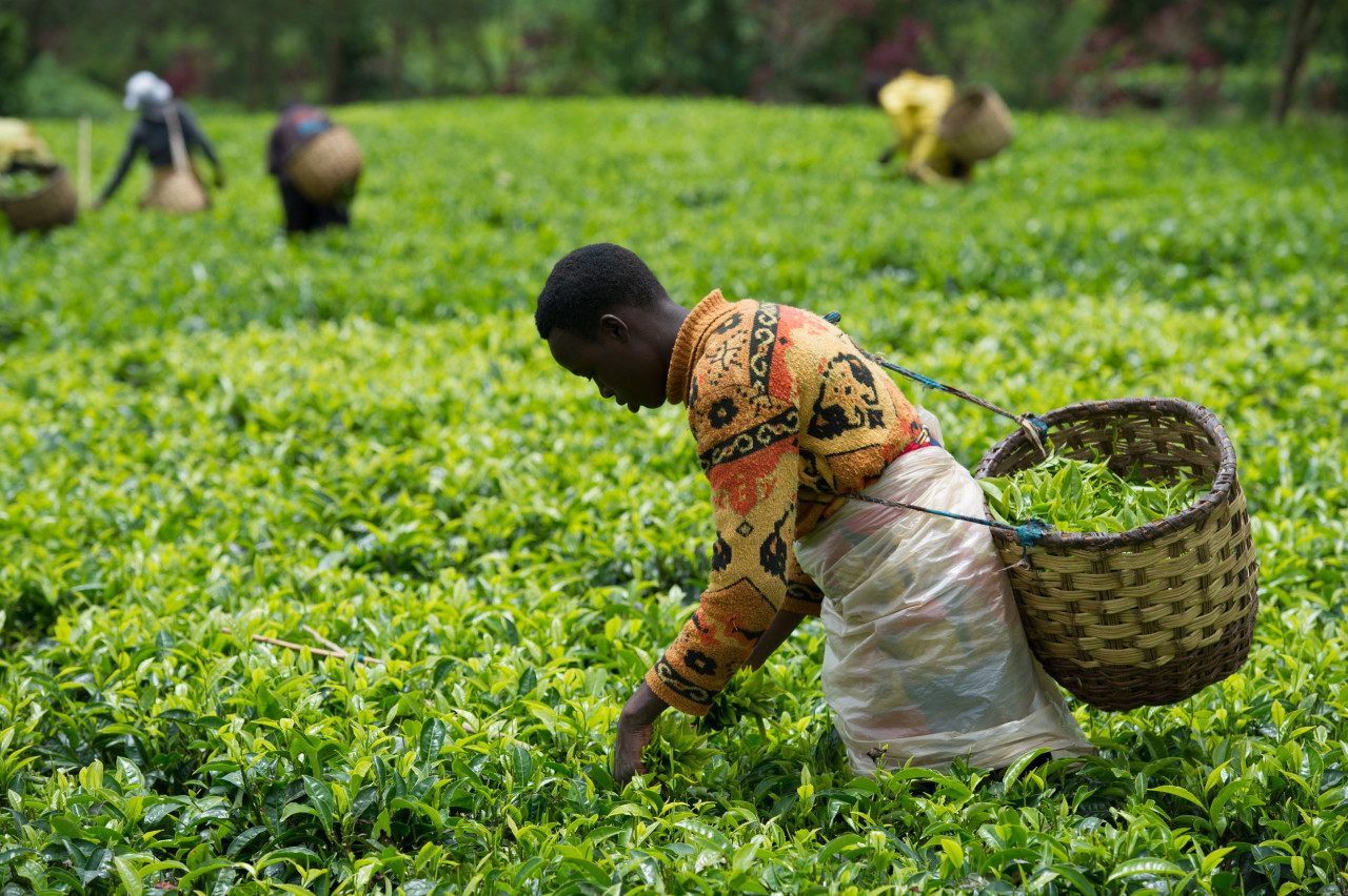 Tea farmer gathering tea in Rwanda