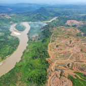 Areas of forest that have been cleared for oil palm plantations in Aceh, Indonesia