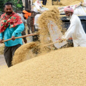 Indian rice farmers scooping rice on a truck