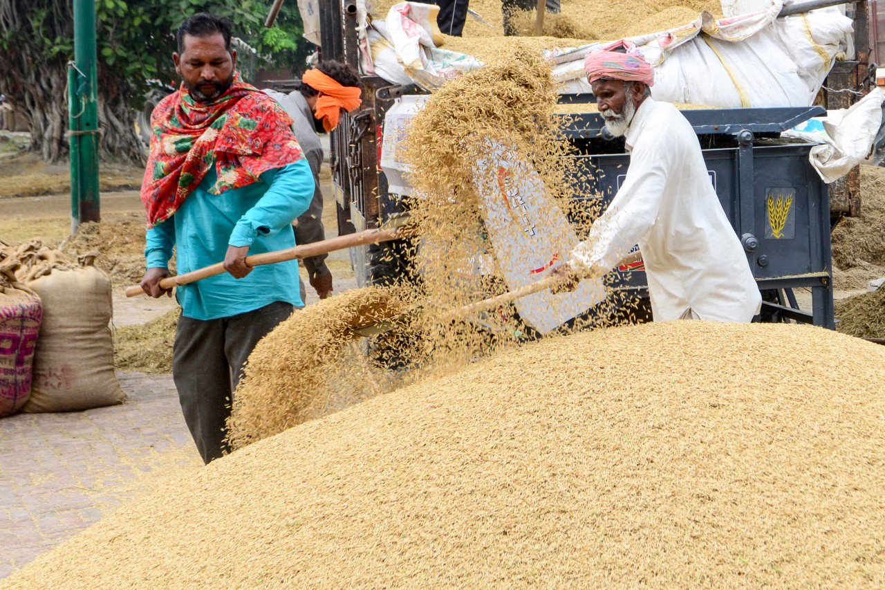 Indian rice farmers scooping rice on a truck