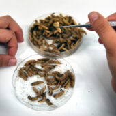 Researcher researching maggots