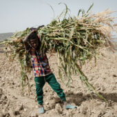 An young Ethiopian farmer carrying maize plants