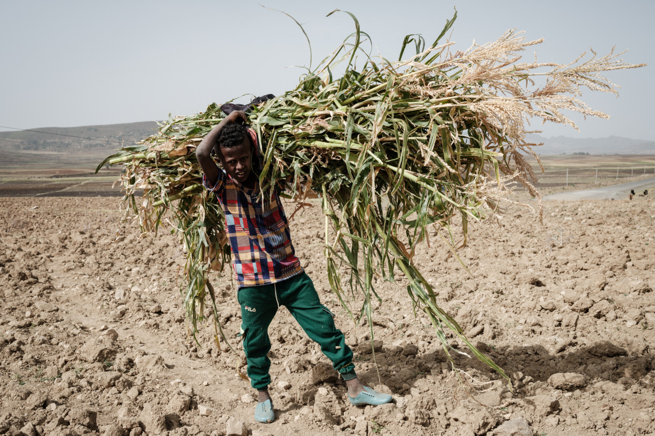 An young Ethiopian farmer carrying maize plants