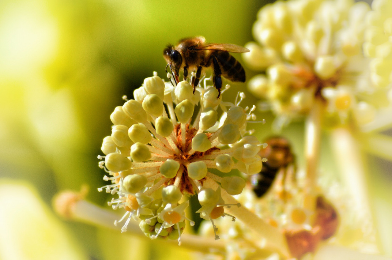 Busy worker bee on a yellow flower