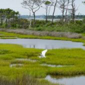 An Degret glides across the wetlands at Assateague Island by Sara L. Cottle.