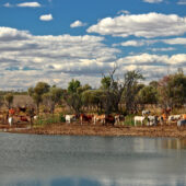 Cattle in the remote region of Sub-Saharan Africa
