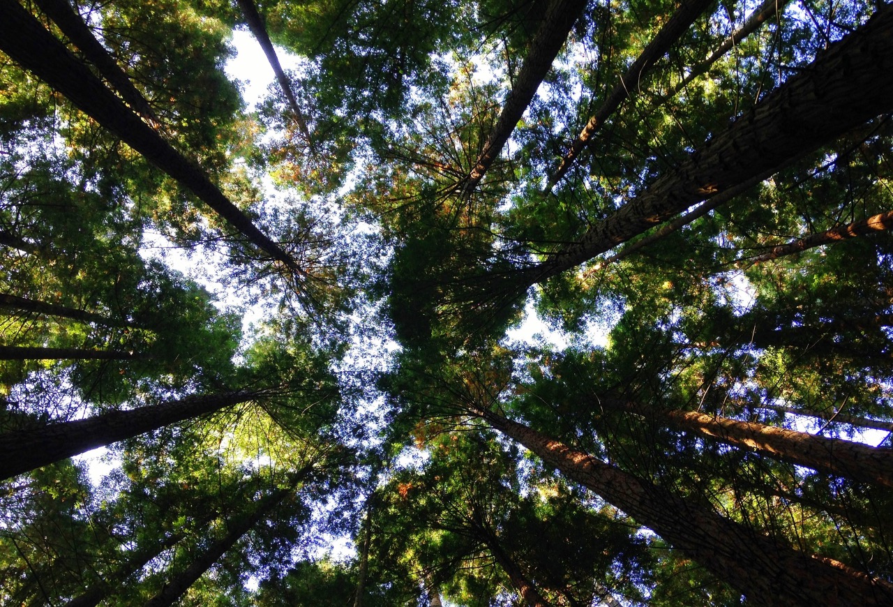 Forest in Cantabria, Spain
