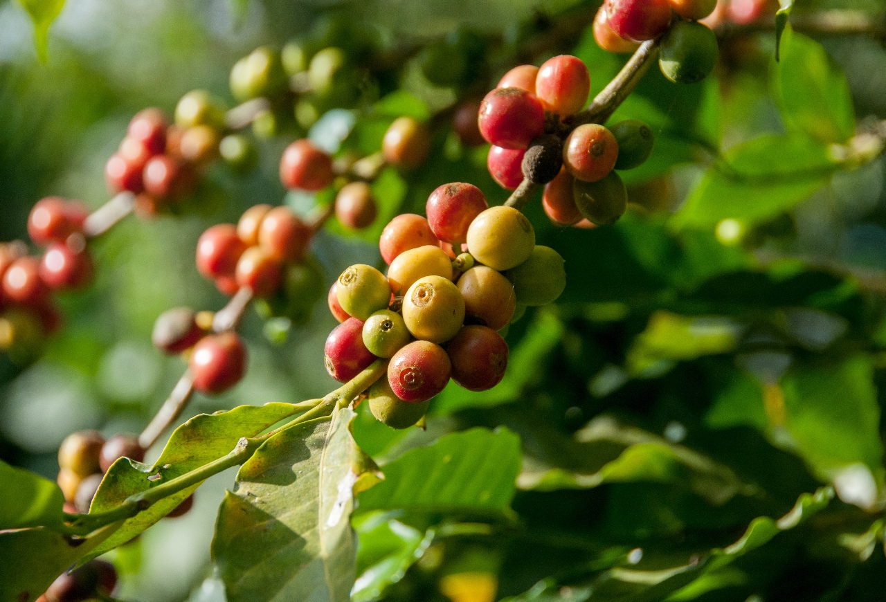 Unharvested coffee beans