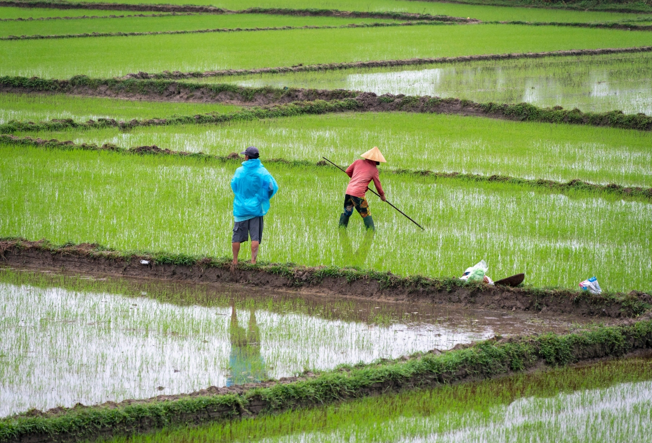 Farmers working on a rice field in central Vietnam