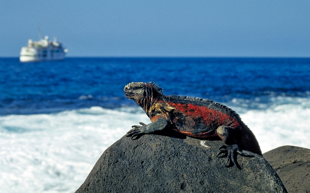 A land iguana in the sun on the island of Espanola, in the Galapagos Islands