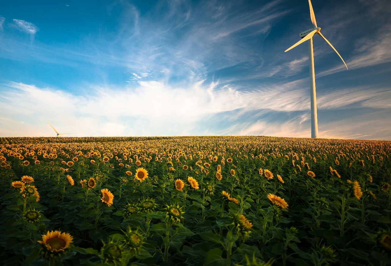 renewable energy renewables transition sunflowers wind turbine solar just transition flowers sunflowers