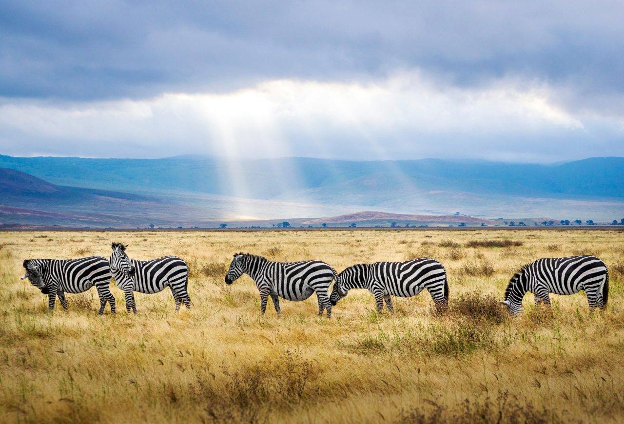 Zebras grazing in Tanzania's Rift Valley