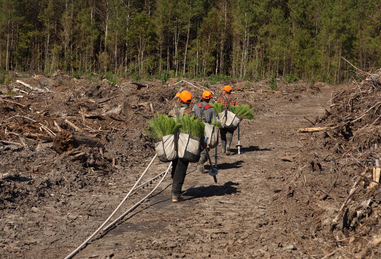 three men carrying trees for tree planting