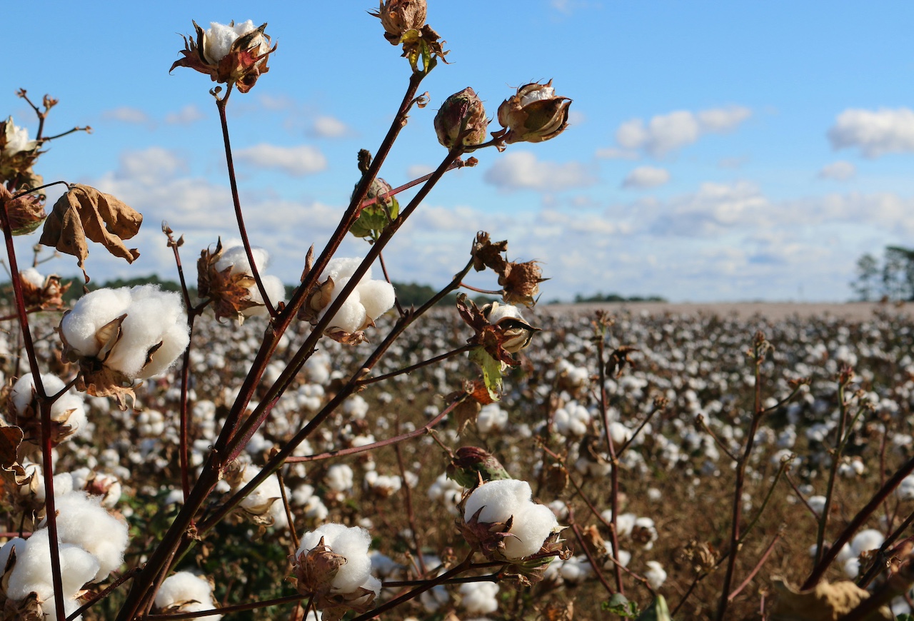 Fashion body scales up cotton farming carbon initiative | Impact Investor