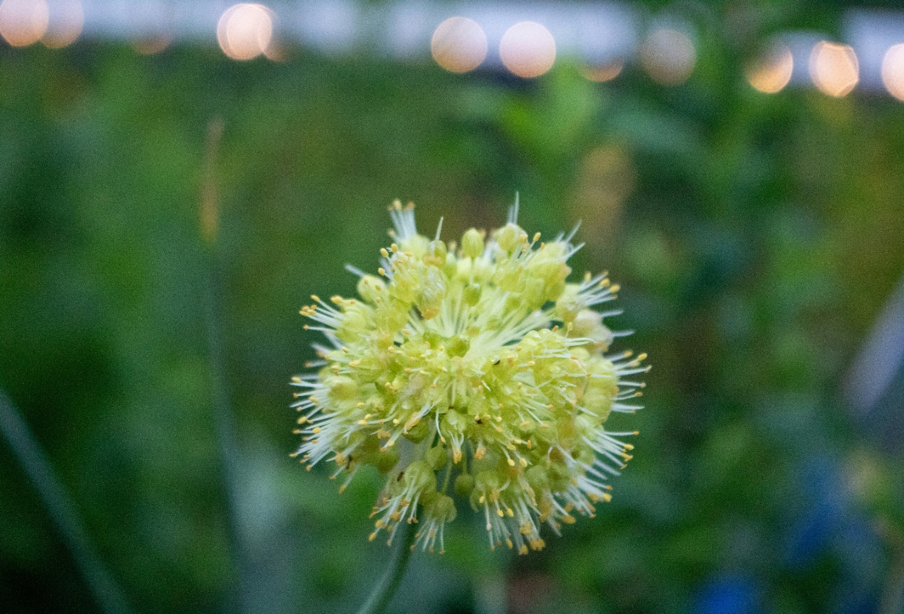 Biodiversity flowers plants nature green