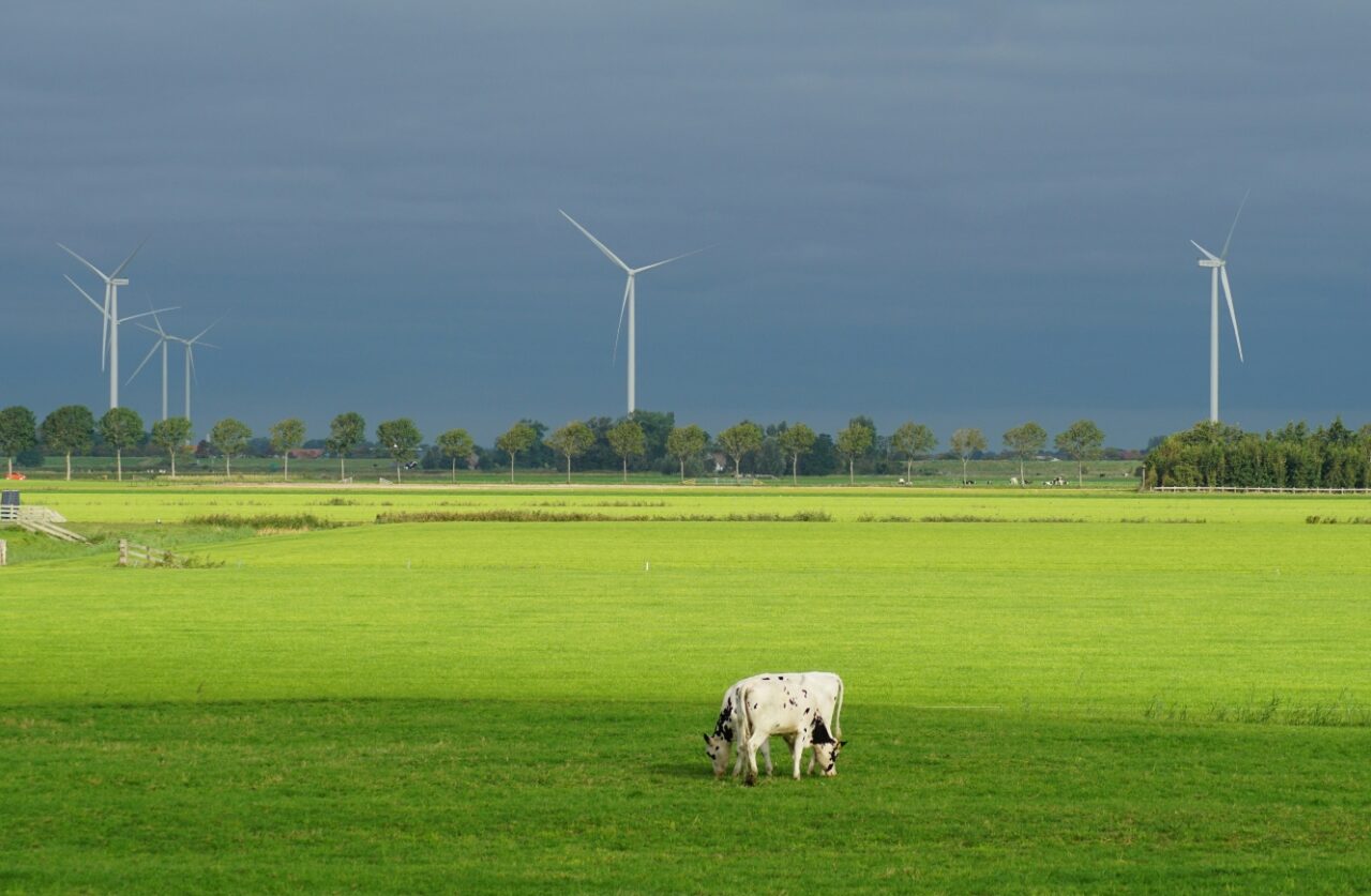 cow grazing in Dutch field with wind turbines in the background
