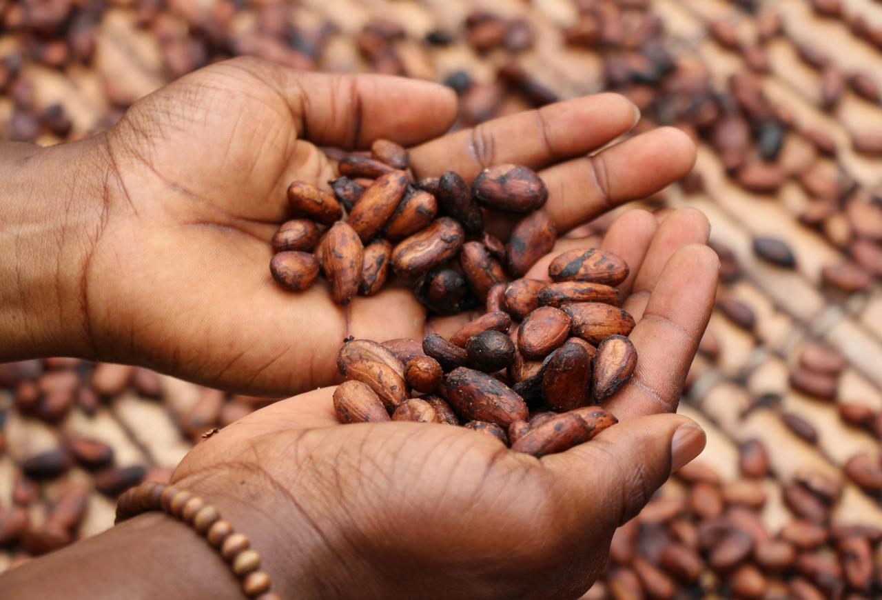Cocoa beans Ivory Coast