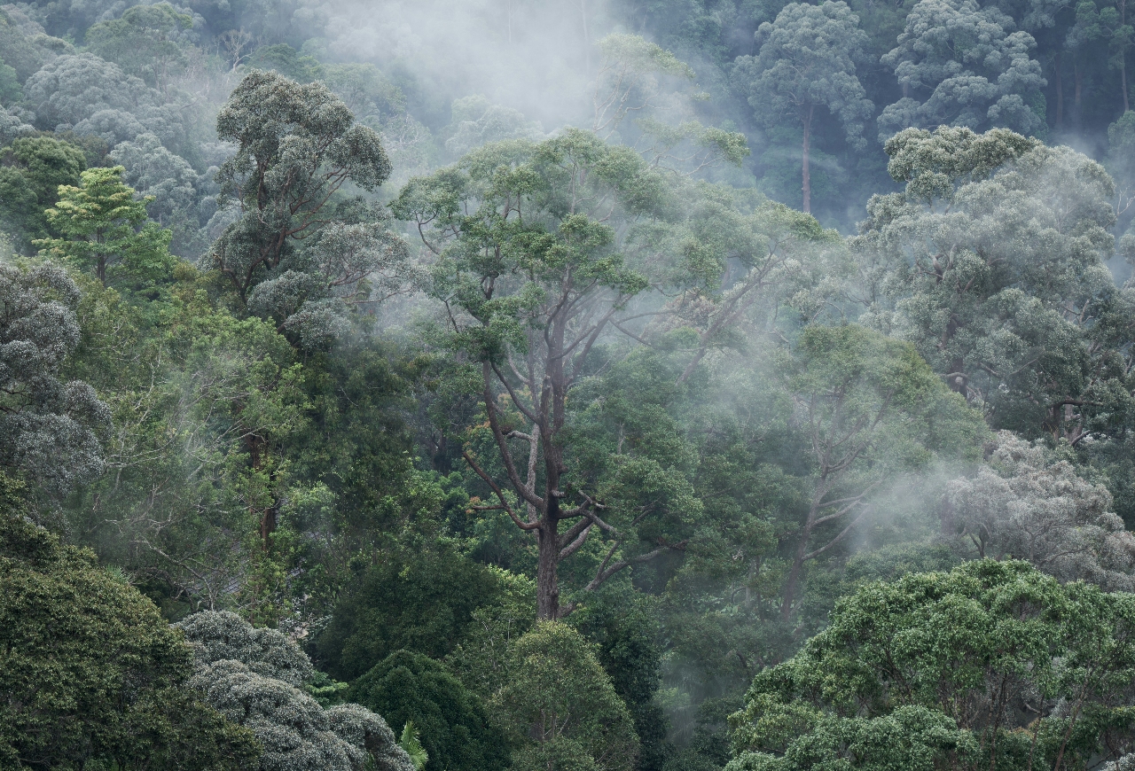 Penang Hill, Bukit Bendera, Penang, Malaysia Rainforest trees green earth climate environment